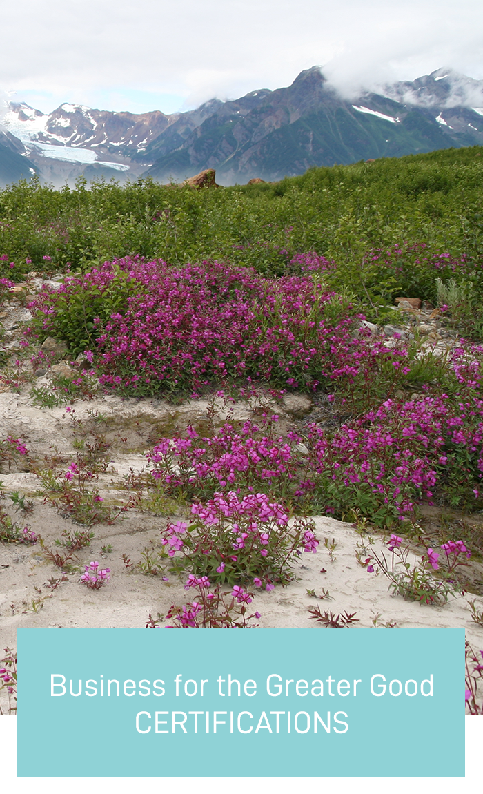 fireweed and mountains photo