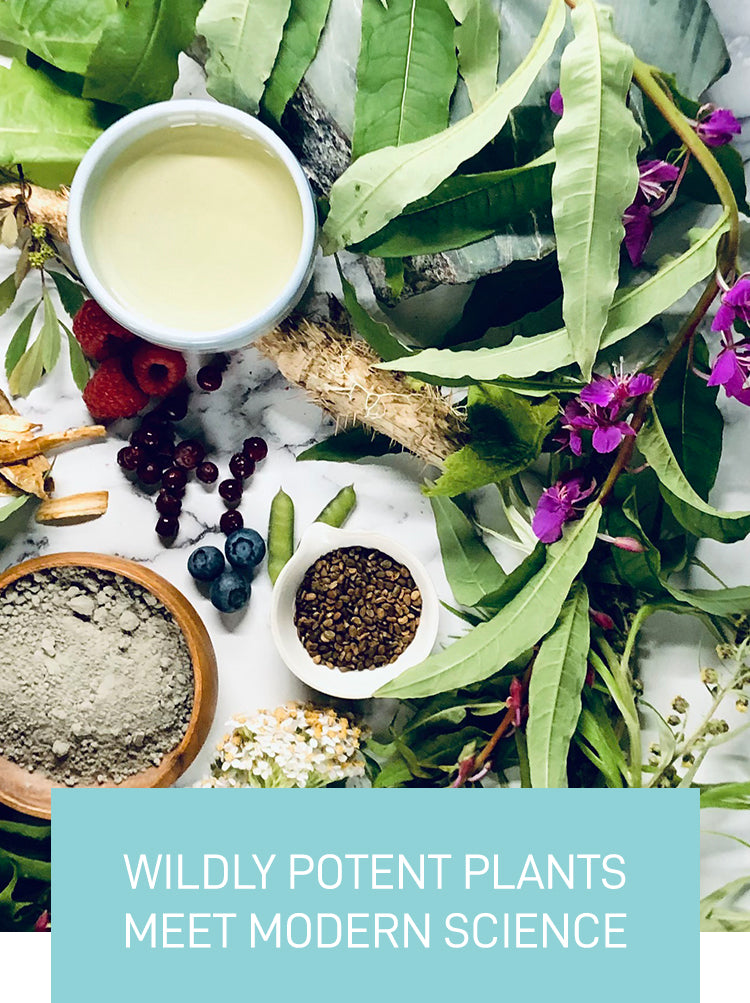 wild alaska plants flatlay photo